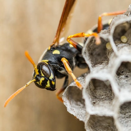 Bees, Wasps, and Hornets - Secure Pest Services
