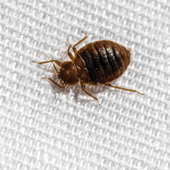 Bed Bugs - Secure Pest Services
