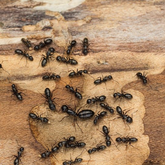 Ant Services - Secure Pest Services
