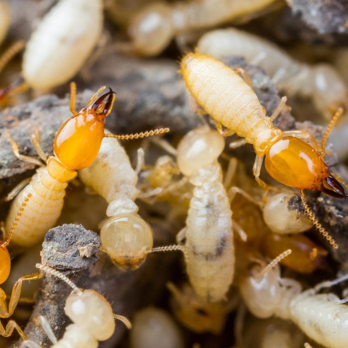 Termite - Secure Pest Services