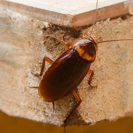 Roaches - Secure Pest Services